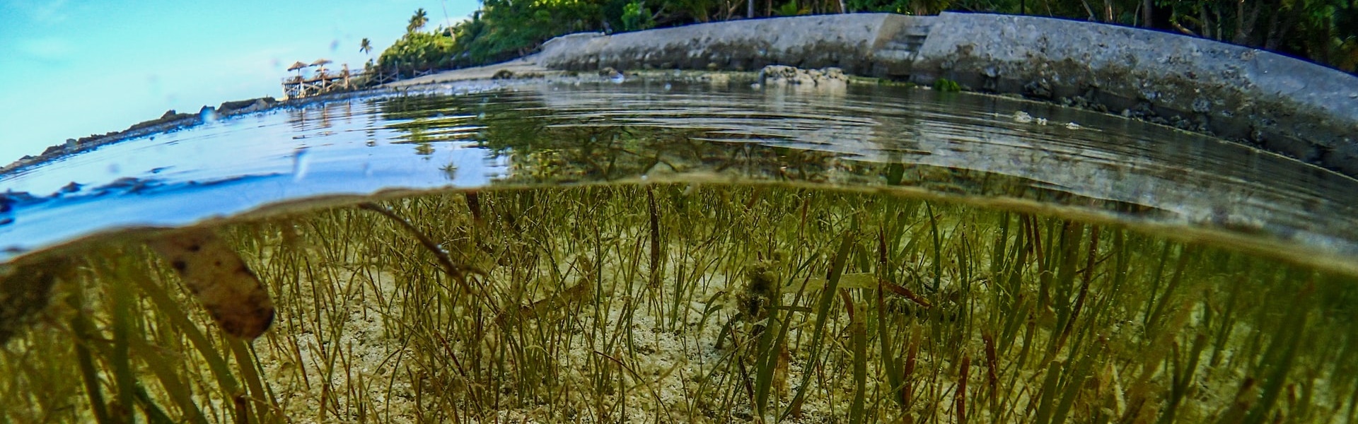 A fisheye view of the sea bed showing sea grass and the water surface.